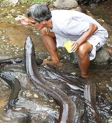 Record photograph for Anguilla megastoma